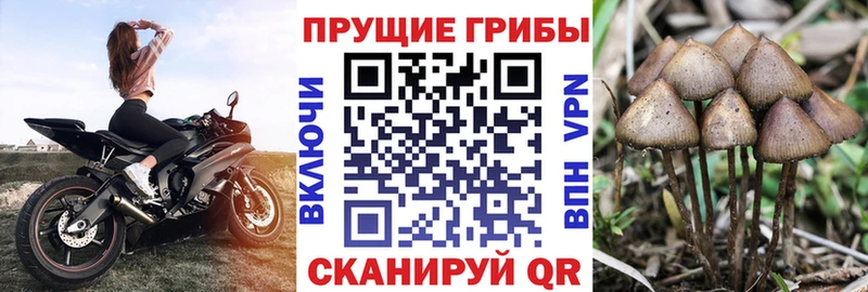 shop телеграм  сколько стоит  Кодинск  Галлюциногенные грибы GOLDEN TEACHER 